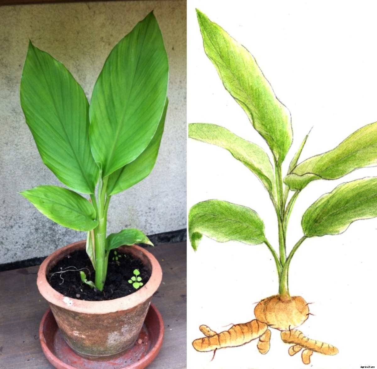 Growing Turmeric in Pots from Rhizomes, Seedlings