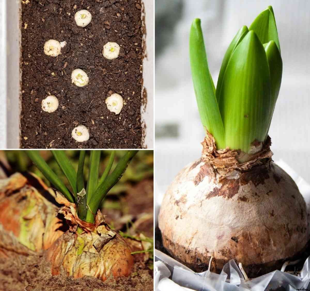 Onion Seed Germination, Time, Temperature, Process