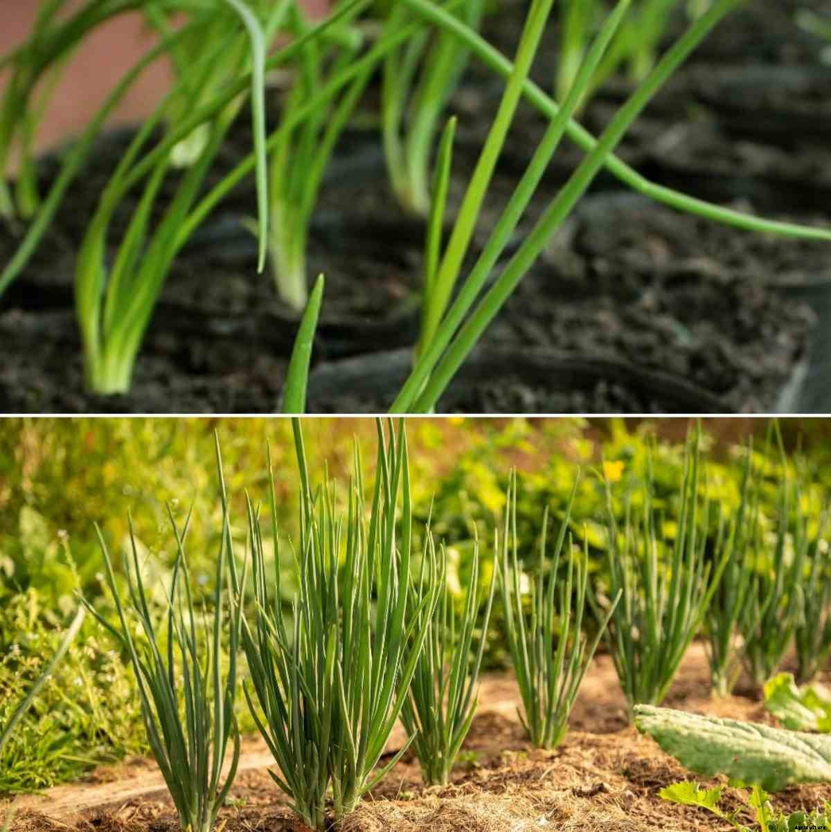 Onion Seed Germination, Time, Temperature, Process