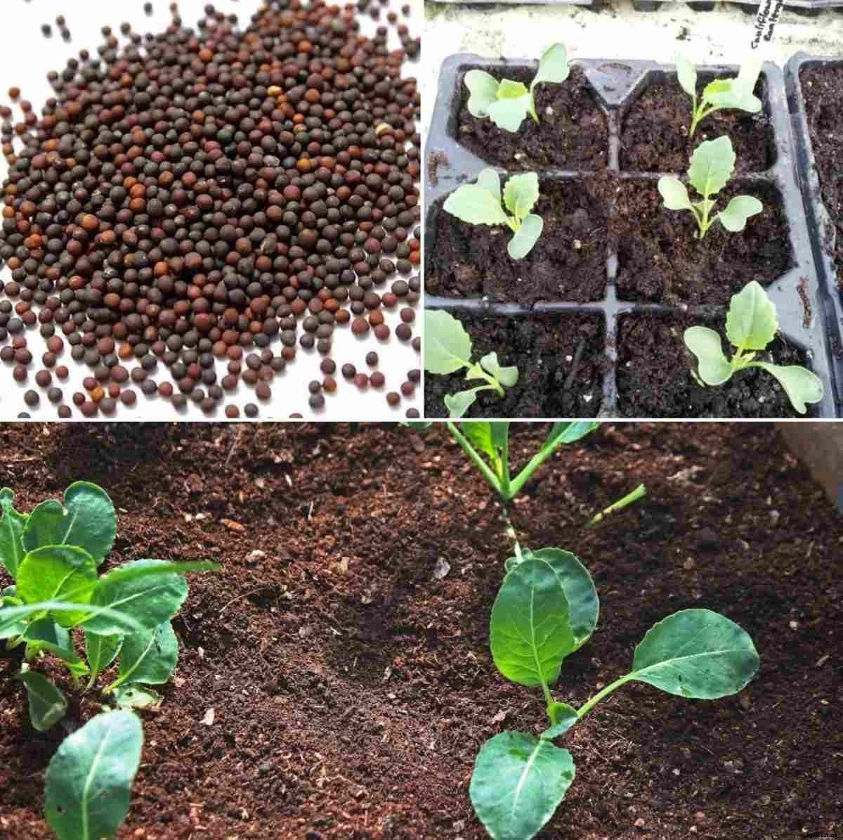 Cauliflower Seed Germination, Time, Temperature
