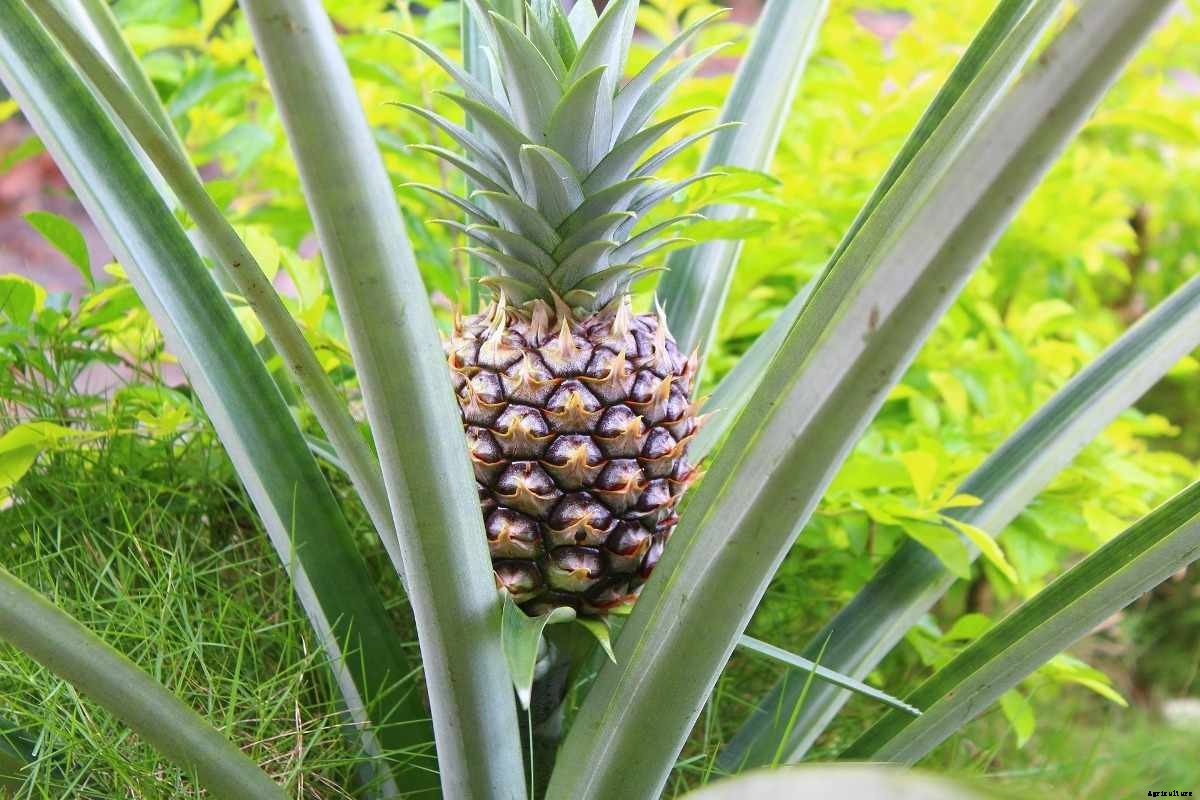 Growing Pineapple from Cuttings, Tops at Home