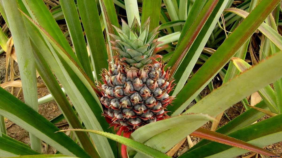 Growing Pineapple from Cuttings, Tops at Home