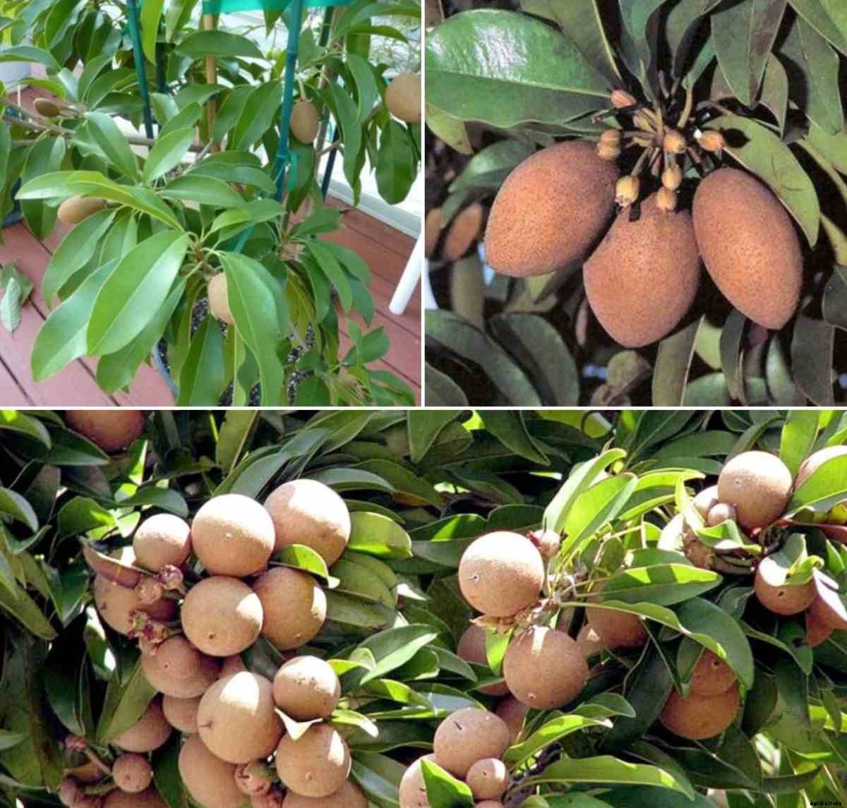 Growing Sapota in Containers, Pots (Chikoo/Sapodilla)