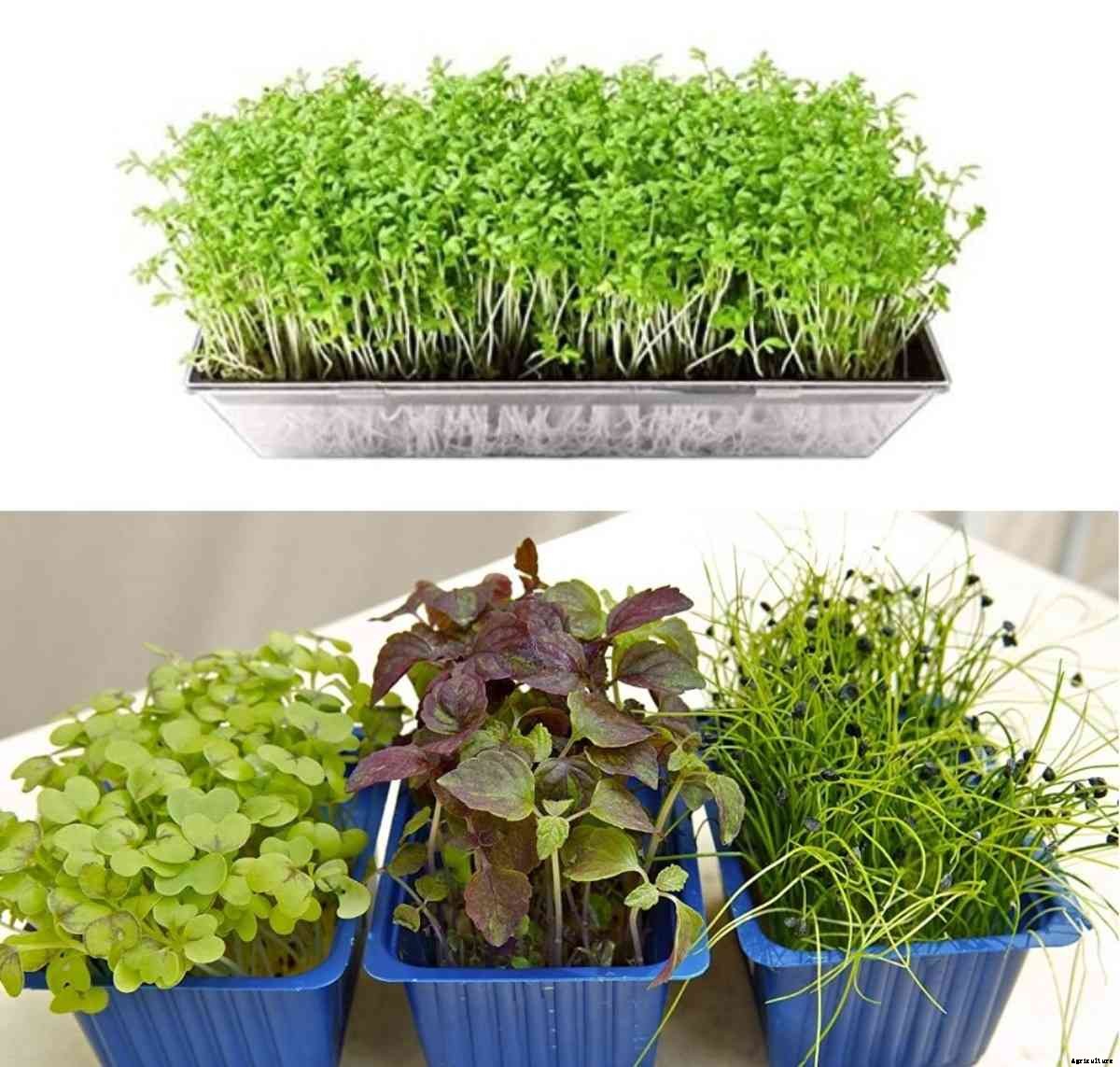 Growing Microgreens in Pots, List of Microgreens