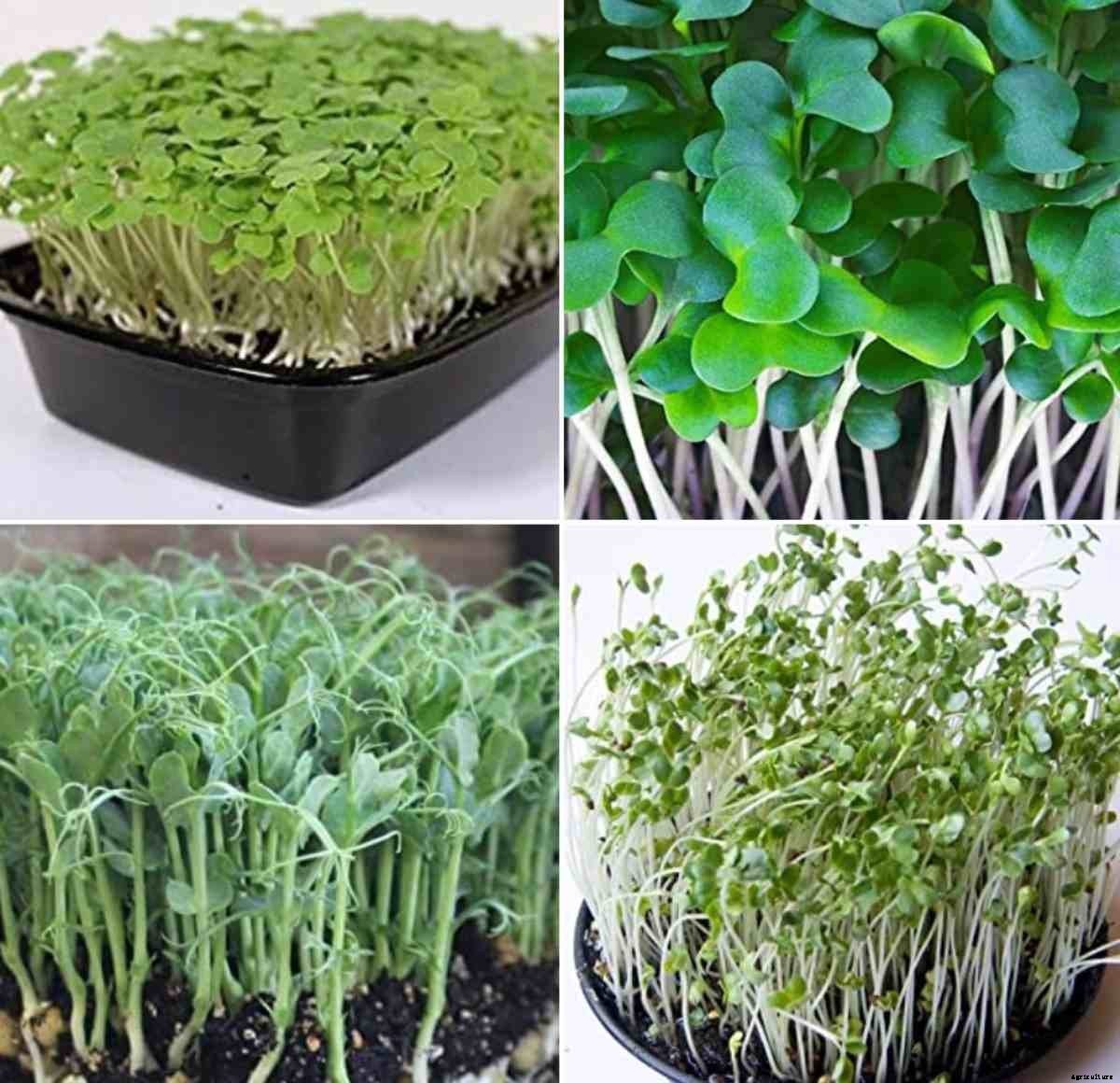 Growing Microgreens in Pots, List of Microgreens