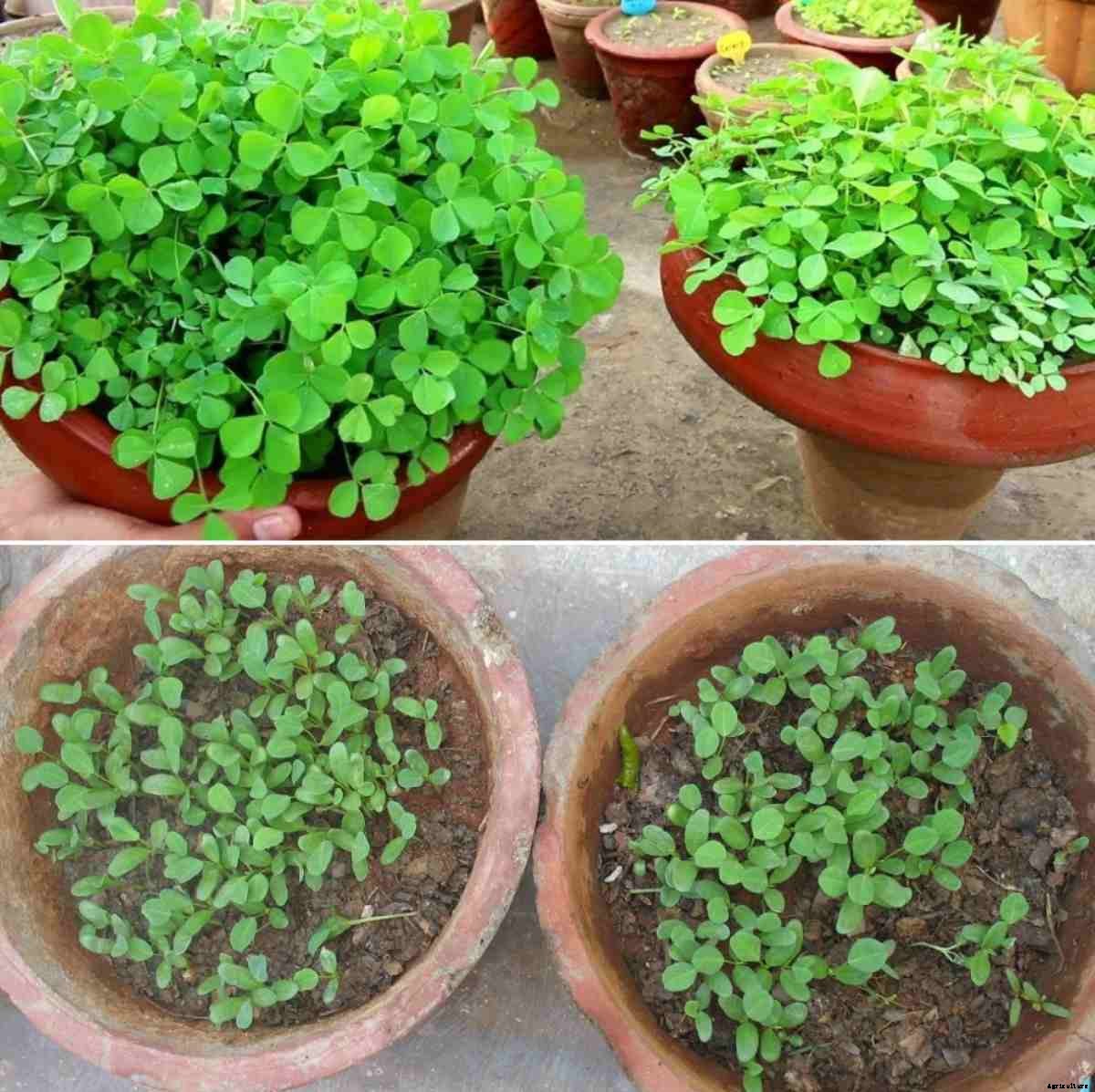 Growing Methi in Pots, Terrace, Indoors from Seed