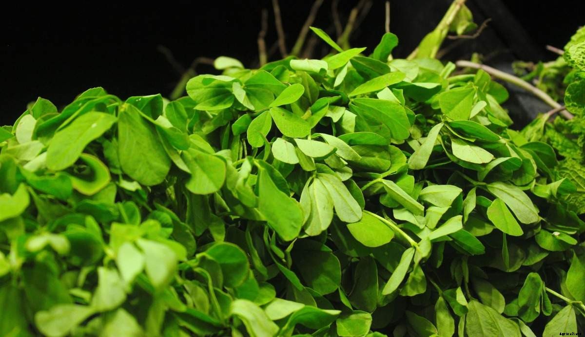 Growing Methi in Pots, Terrace, Indoors from Seed