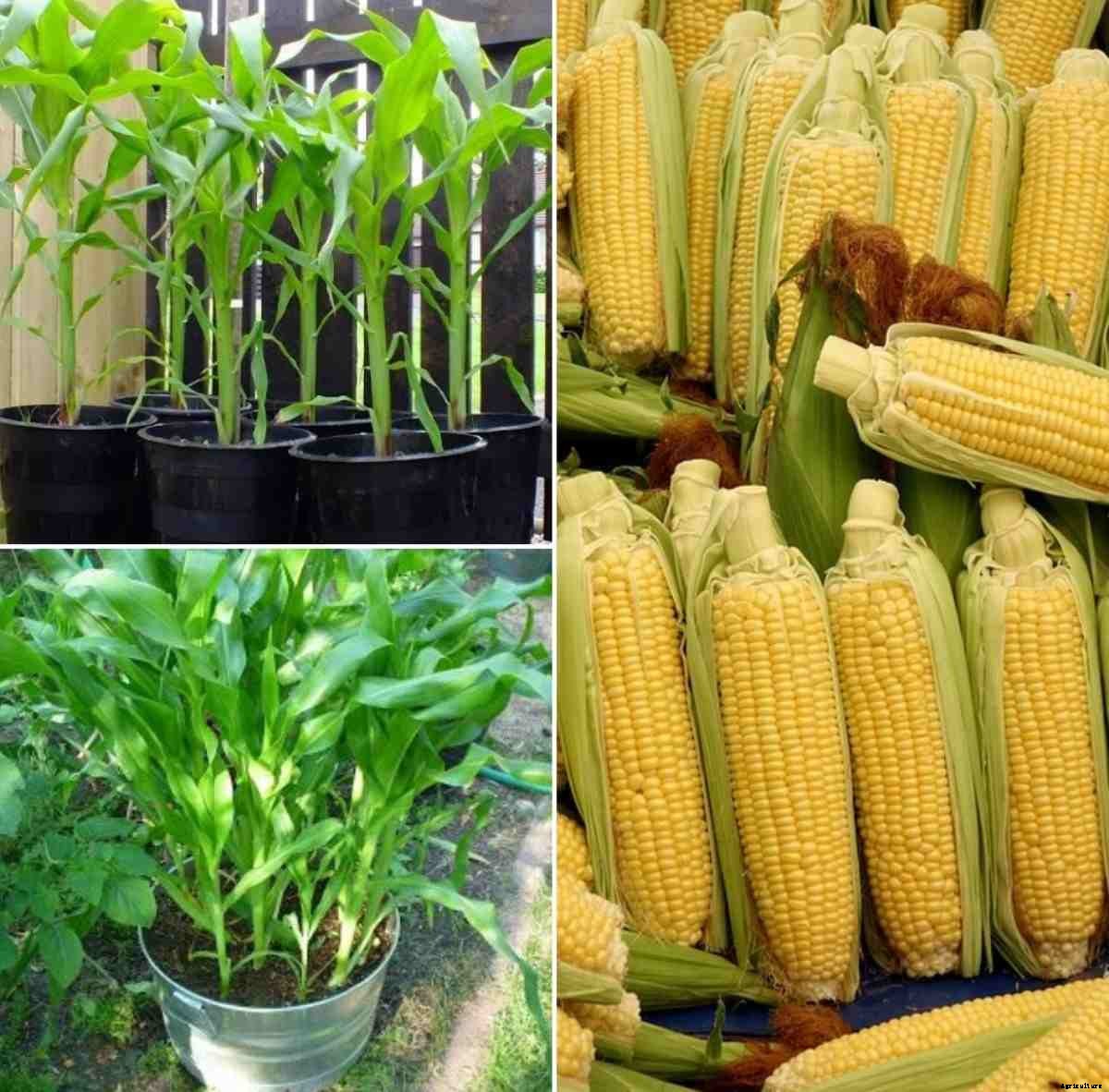 Growing Baby Corn in Containers, Terrace, Balcony