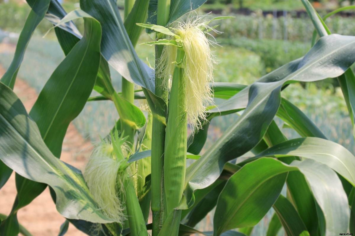 Growing Baby Corn in Containers, Terrace, Balcony