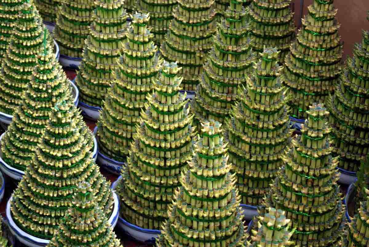 Growing Bamboo Plants in Containers, Backyard, Terrace