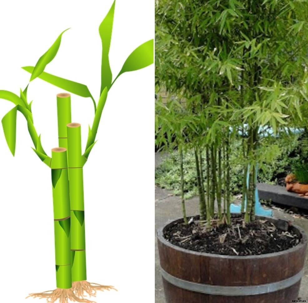 Growing Bamboo Plants in Containers, Backyard, Terrace