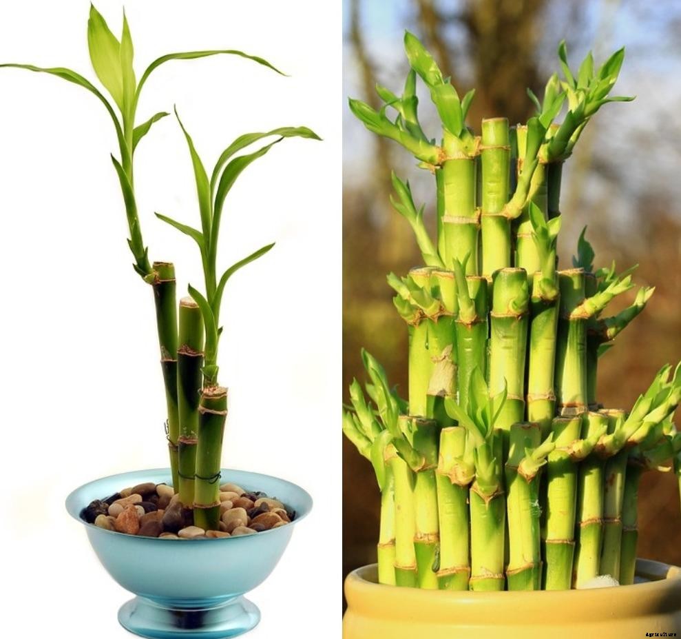 Growing Bamboo Plants in Containers, Backyard, Terrace