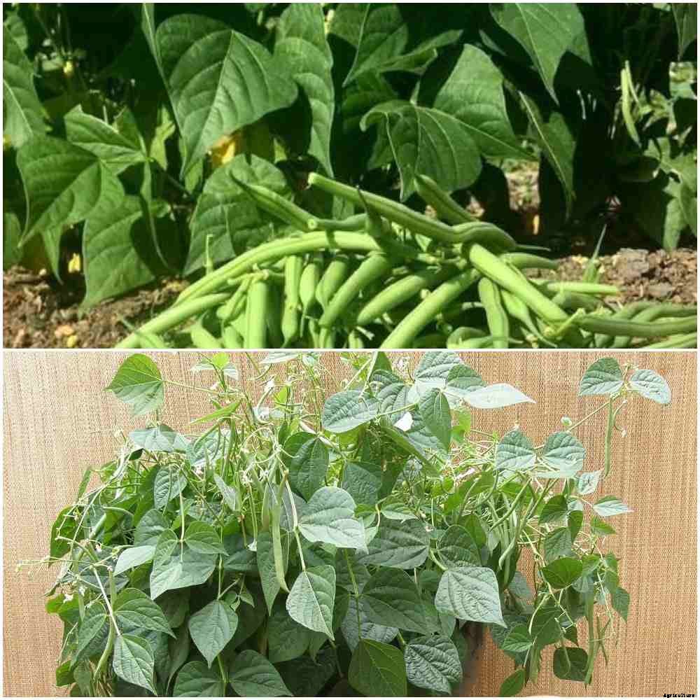 Growing French Beans in Pots/Containers – A Full Guide