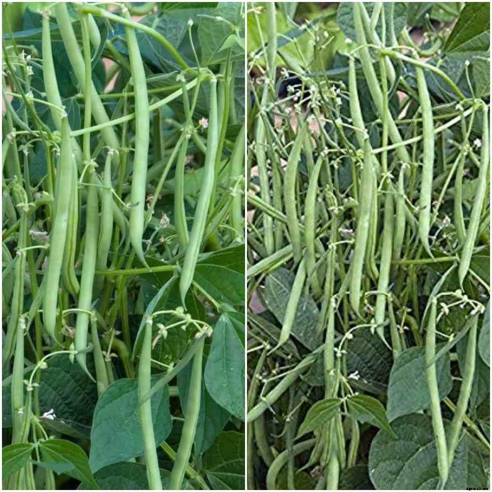 Growing French Beans in Pots/Containers – A Full Guide