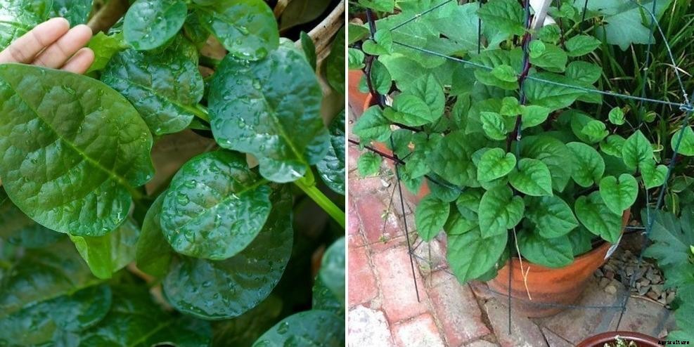 Growing Malabar Spinach on Terrace from Seed (Bachali)