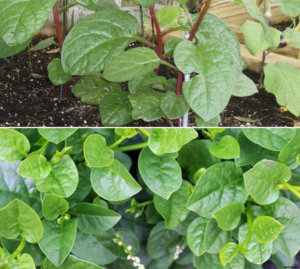 Growing Malabar Spinach on Terrace from Seed (Bachali)