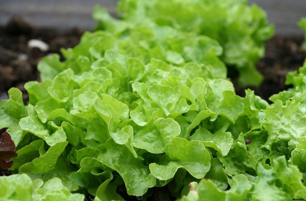 Growing Salad Greens Indoors – A Full Guide