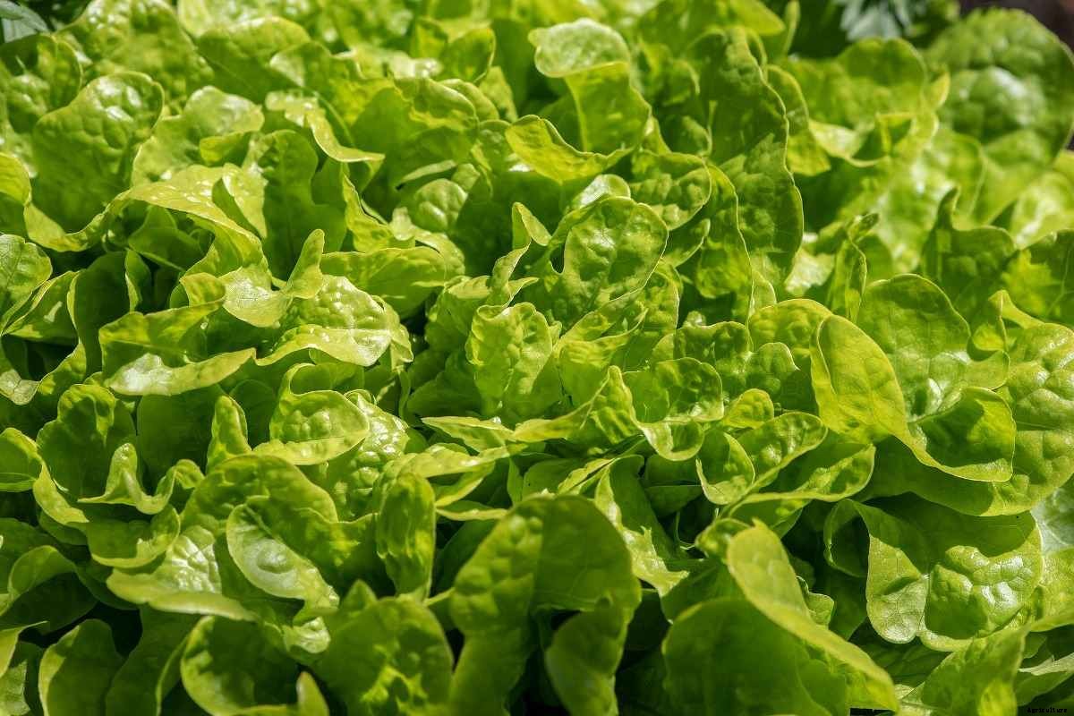 Growing Salad Greens Indoors – A Full Guide