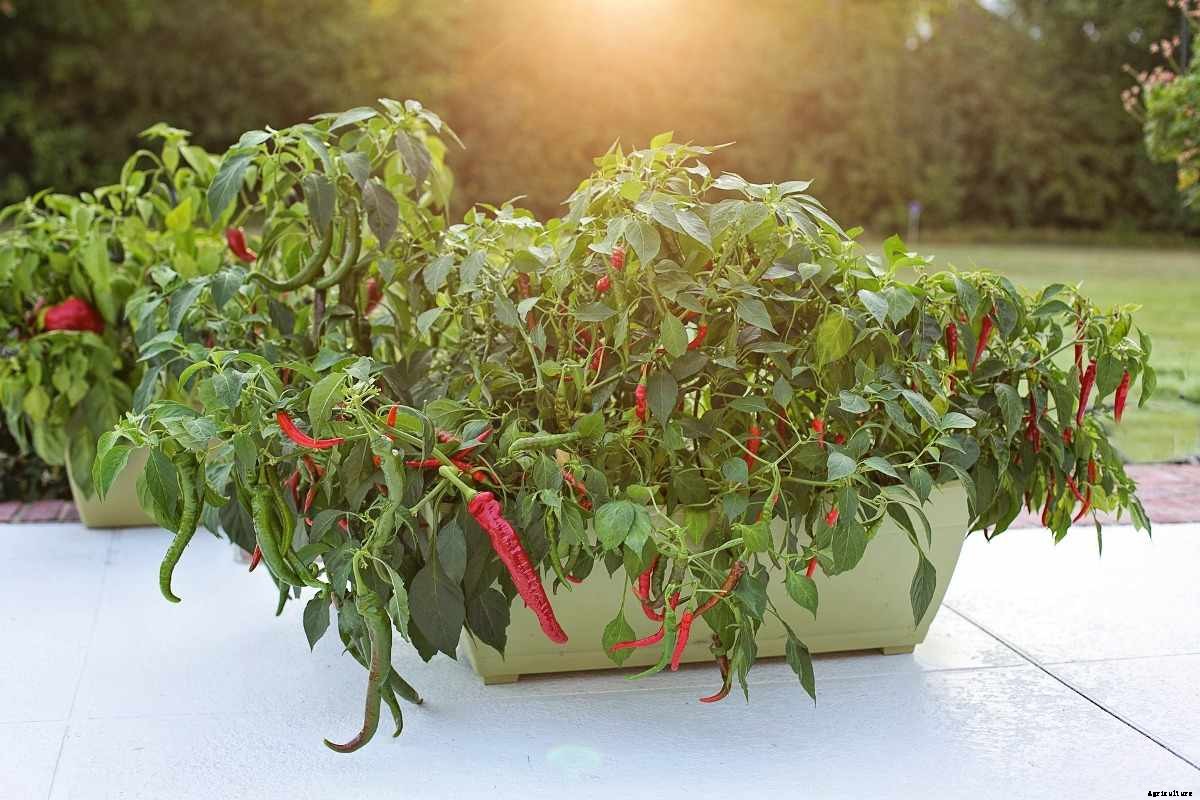 Growing Green Chillies in Pots (Mirchi) – A Full Guide