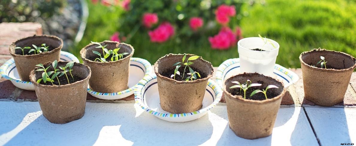 Growing Green Chillies in Pots (Mirchi) – A Full Guide