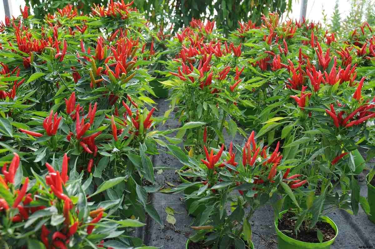 Growing Green Chillies in Pots (Mirchi) – A Full Guide