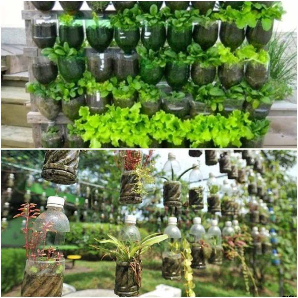 Vertical Gardening with Plastic Bottles for Dummies