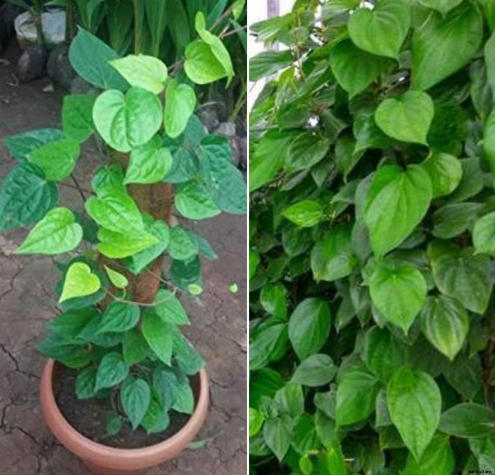 Growing Betel Leaf in Pots – A Full Guide
