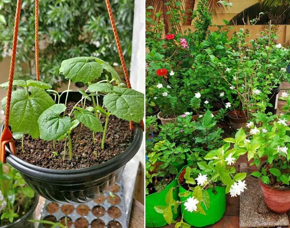 Apartment Container Gardening in India
