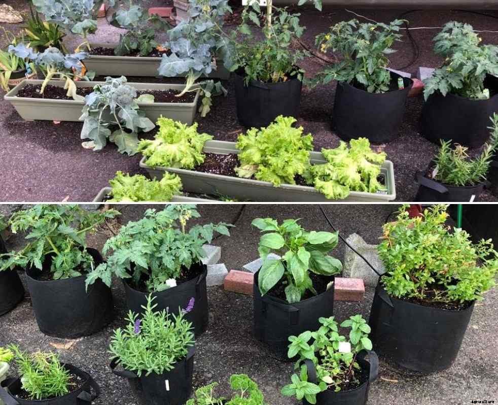 Apartment Container Gardening in India