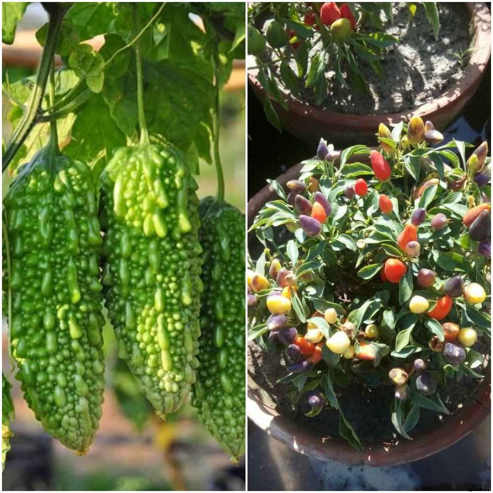 Apartment Container Gardening in India