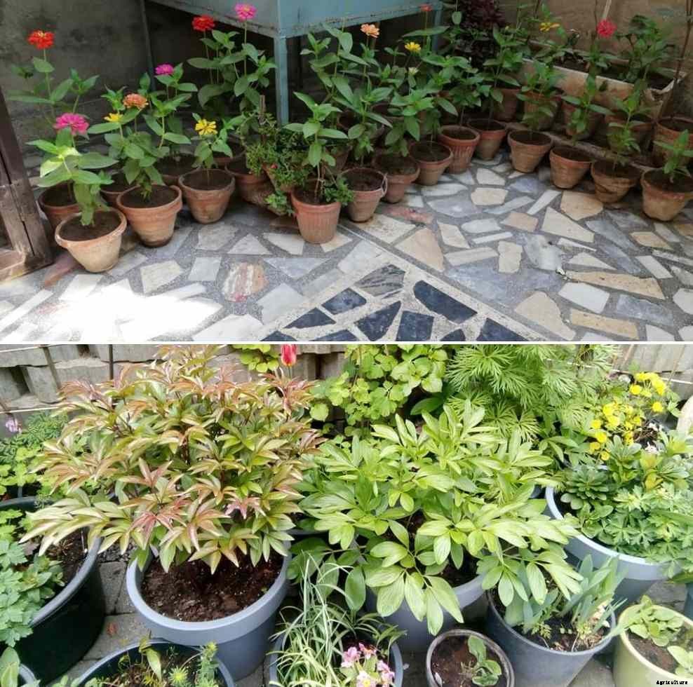 Apartment Container Gardening in India