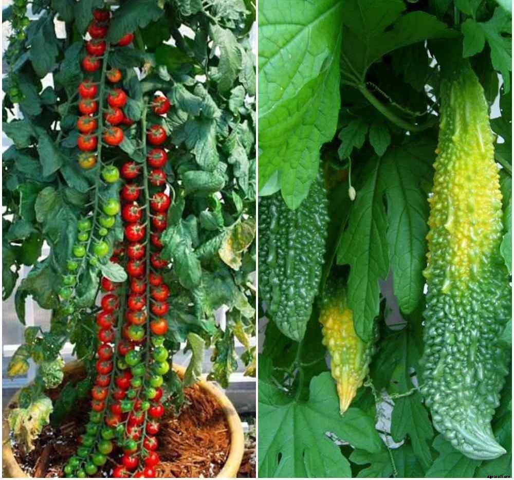 Apartment Container Gardening in India