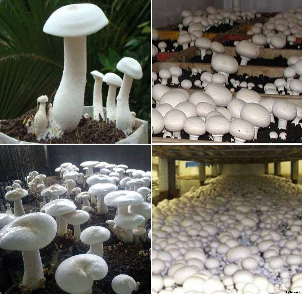 Mushroom Spawning Methods, Types – A Full Guide