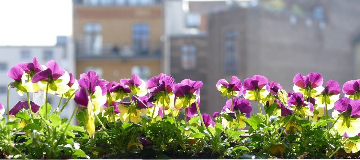 Balcony Garden Design in India – A Full Guide