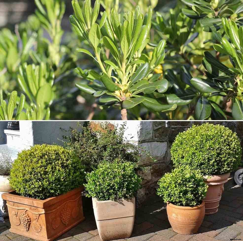 Growing Indoor Shrubs – A Full Guide