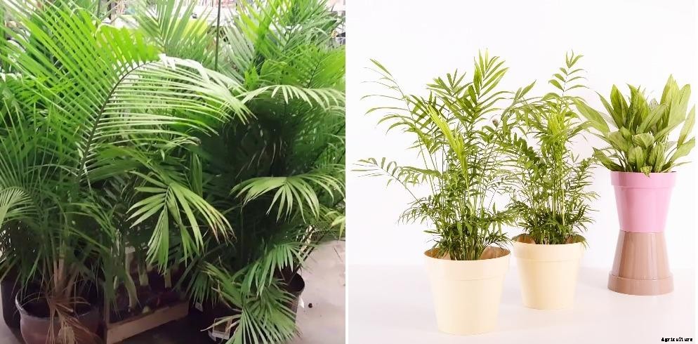 Growing Indoor Palm plants – A Full Guide