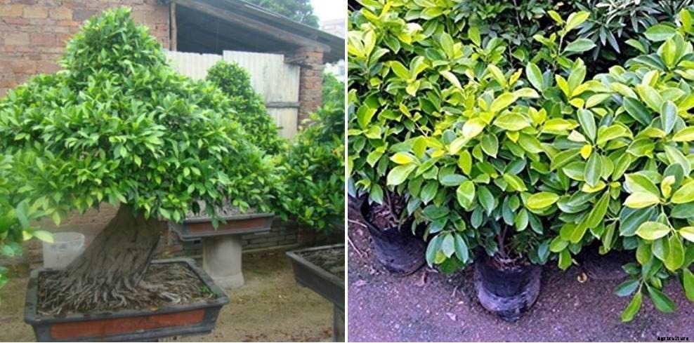 Growing Indoor Ficus – A Full Guide