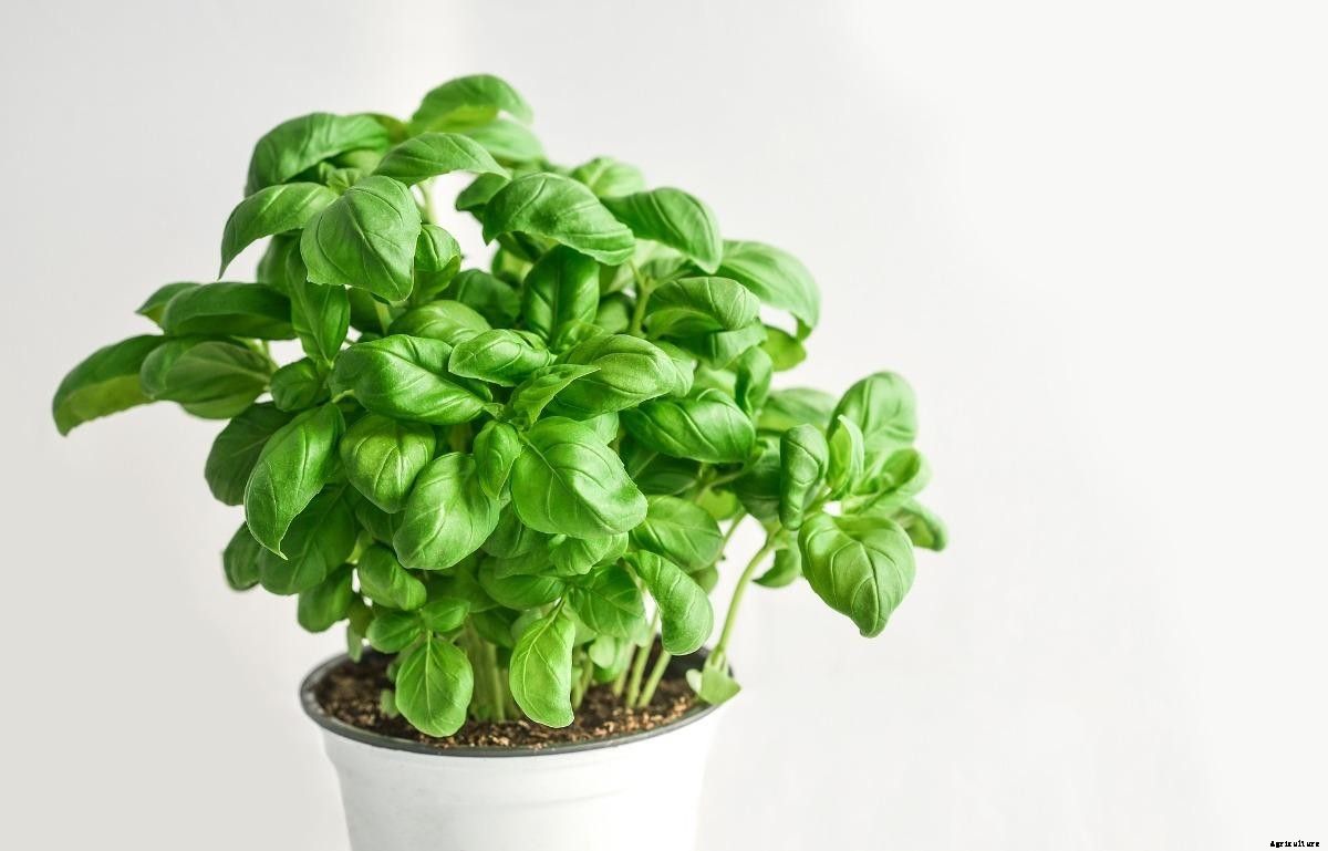 Growing Indoor Herbs and Edibles – A Full Guide