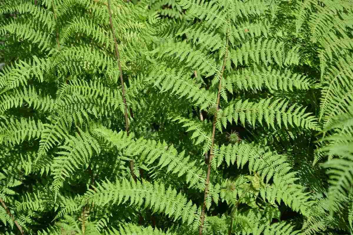 Growing Indoor Ferns – A Full Guide