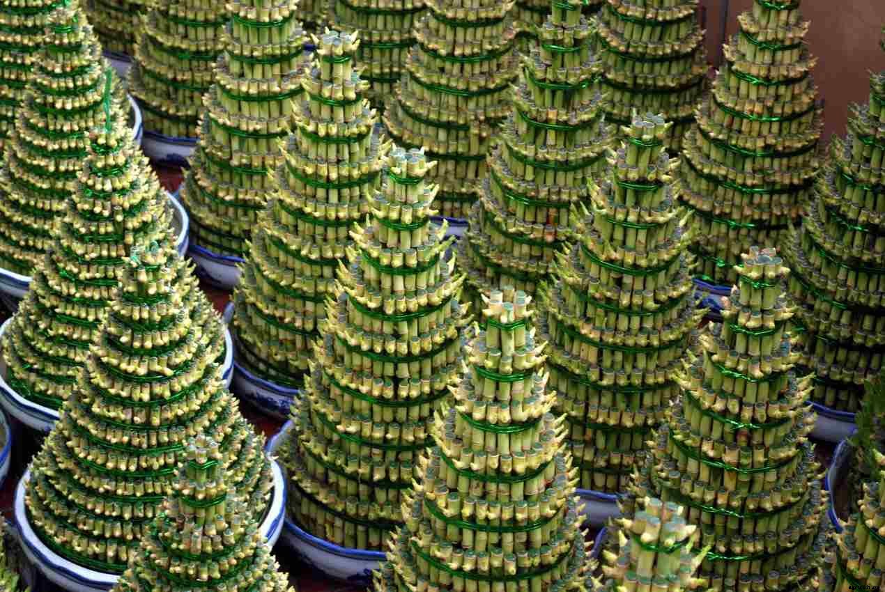 Low Maintenance Plants for Indoor Garden