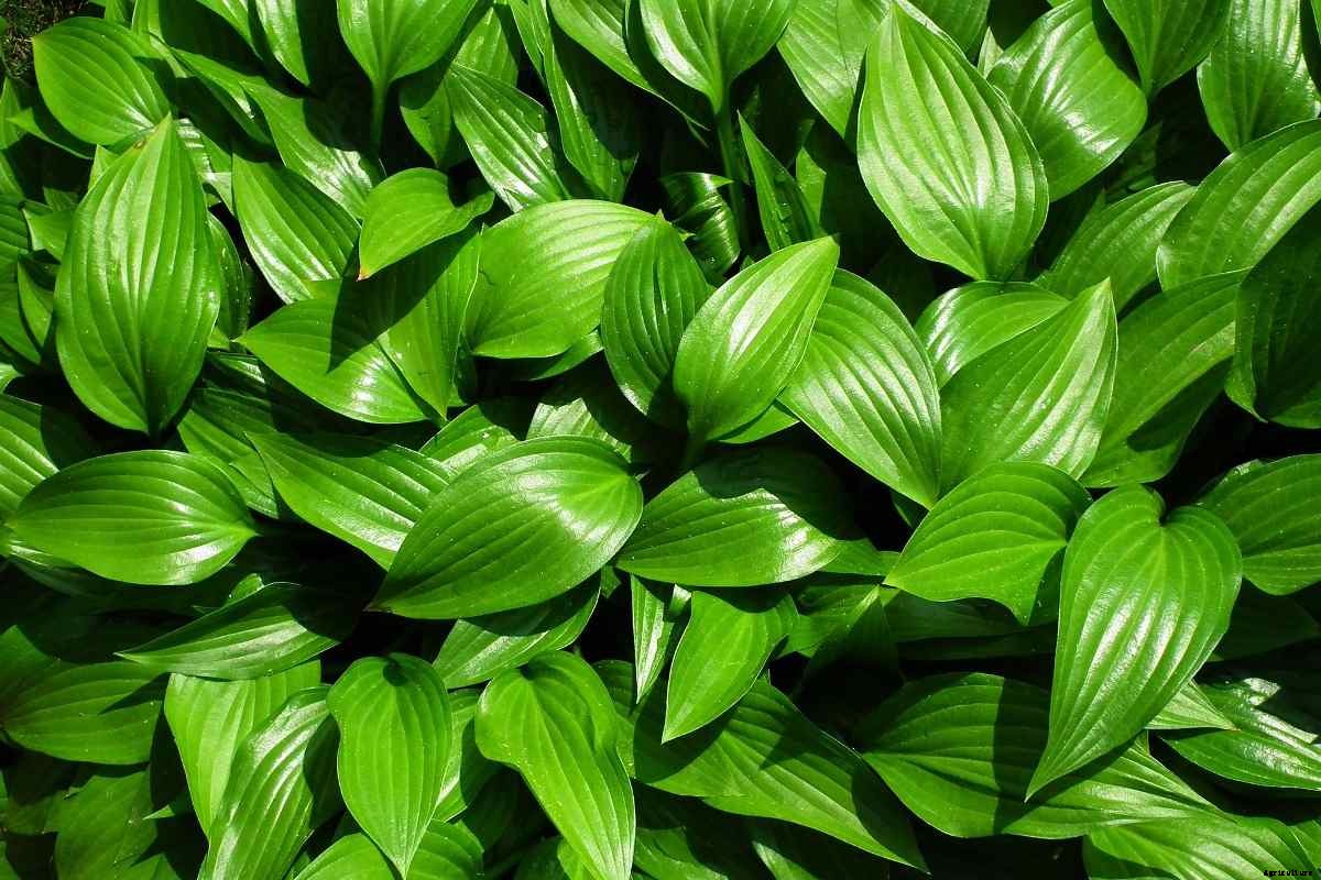 Low Maintenance Plants for Indoor Garden