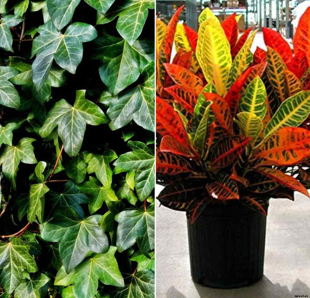 Growing Indoor Foliage Plants for Dummies
