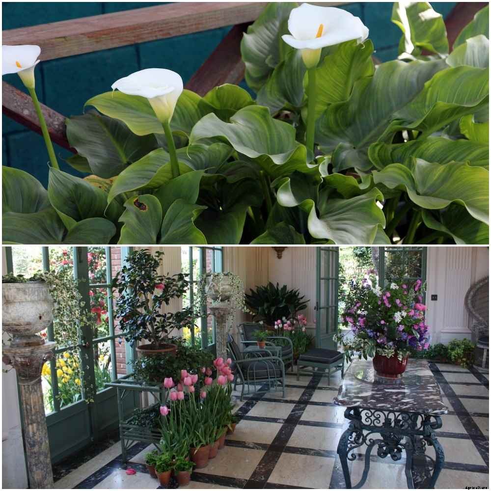 Growing Indoor Flowering Plants for Dummies