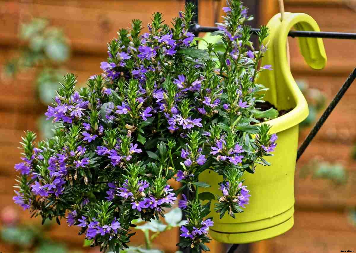Potting Soil Mix for Flowers – Preparation Method