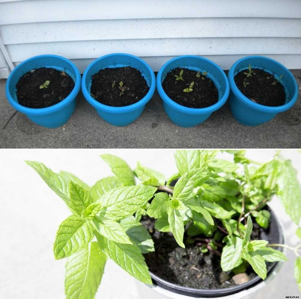 Potting Soil Mix for Herbs – How to Prepare