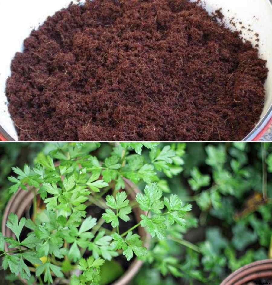 Potting Soil Mix for Herbs – How to Prepare
