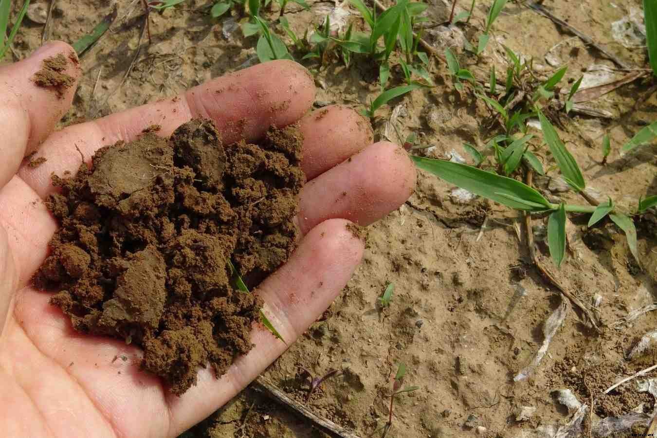Potting Soil Mix for Vegetables – A Full Guide