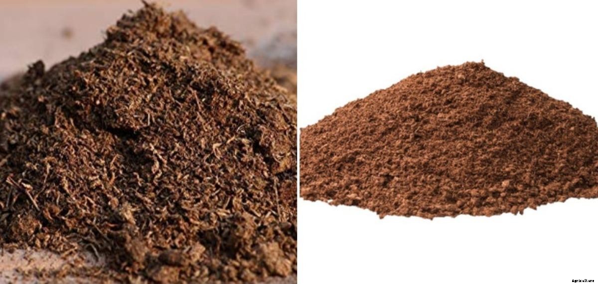 Peat Moss for Vegetable Garden – A Full Guide