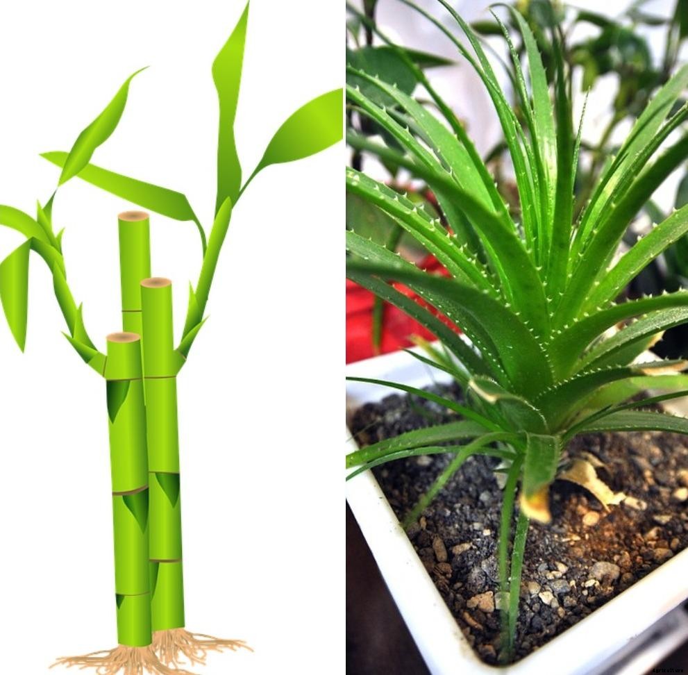 Air Purifying Plants for Home – A Full Guide