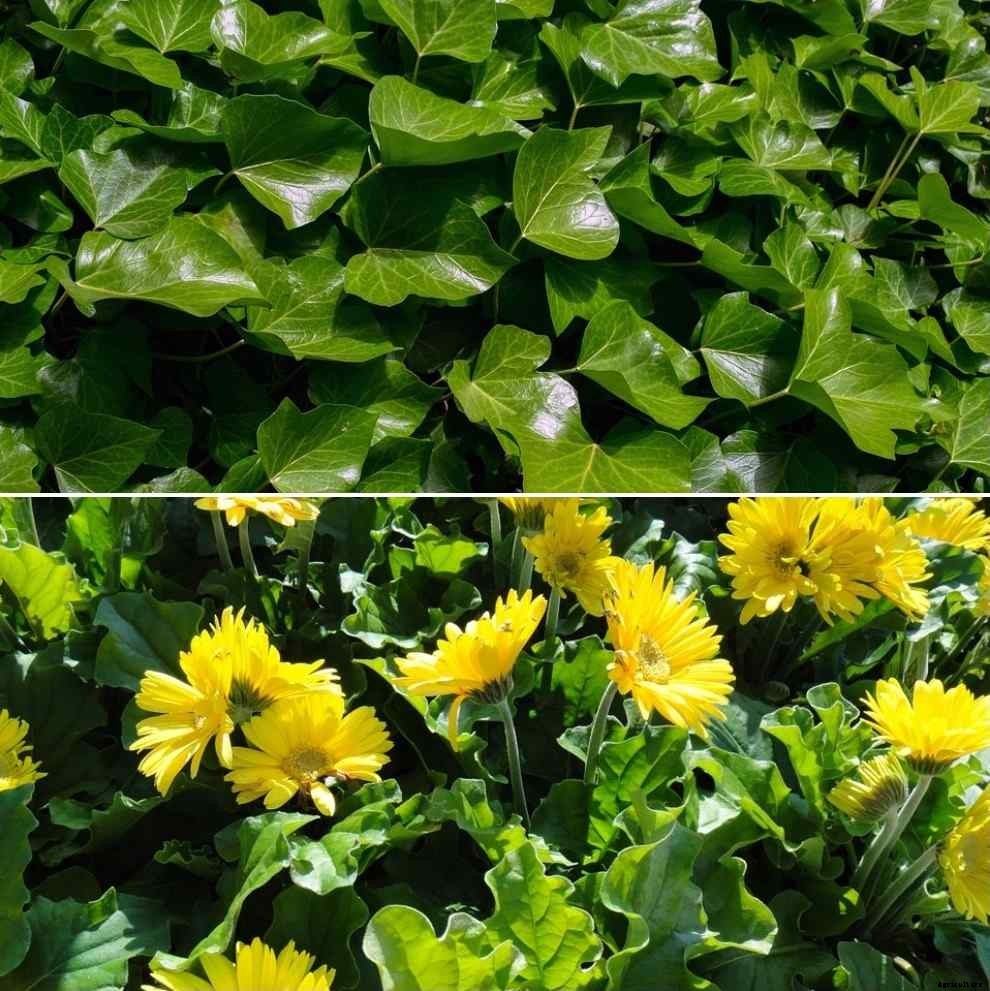 Air Purifying Plants for Home – A Full Guide